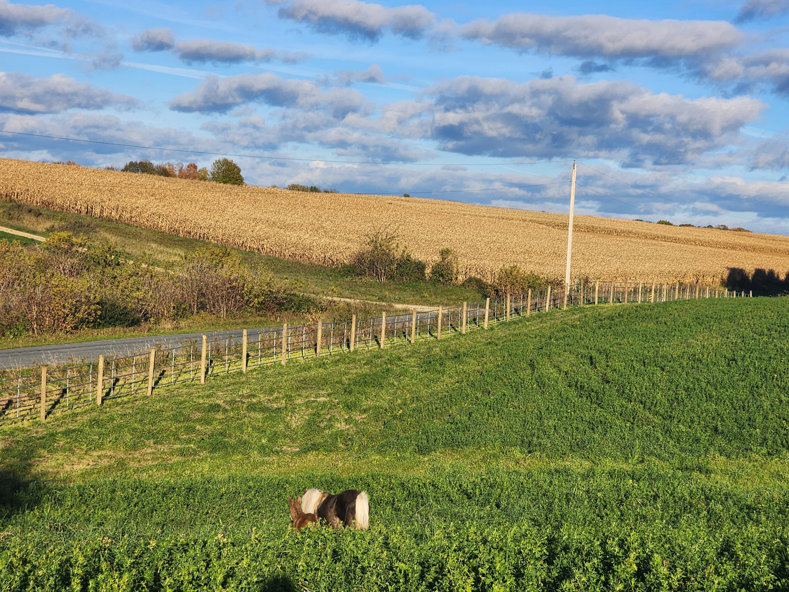 A scenic view of a rural landscape featuring a green field with a grazing pony, a wooden fence along a gravel road, and a backdrop of golden cornfields under a partly cloudy sky.