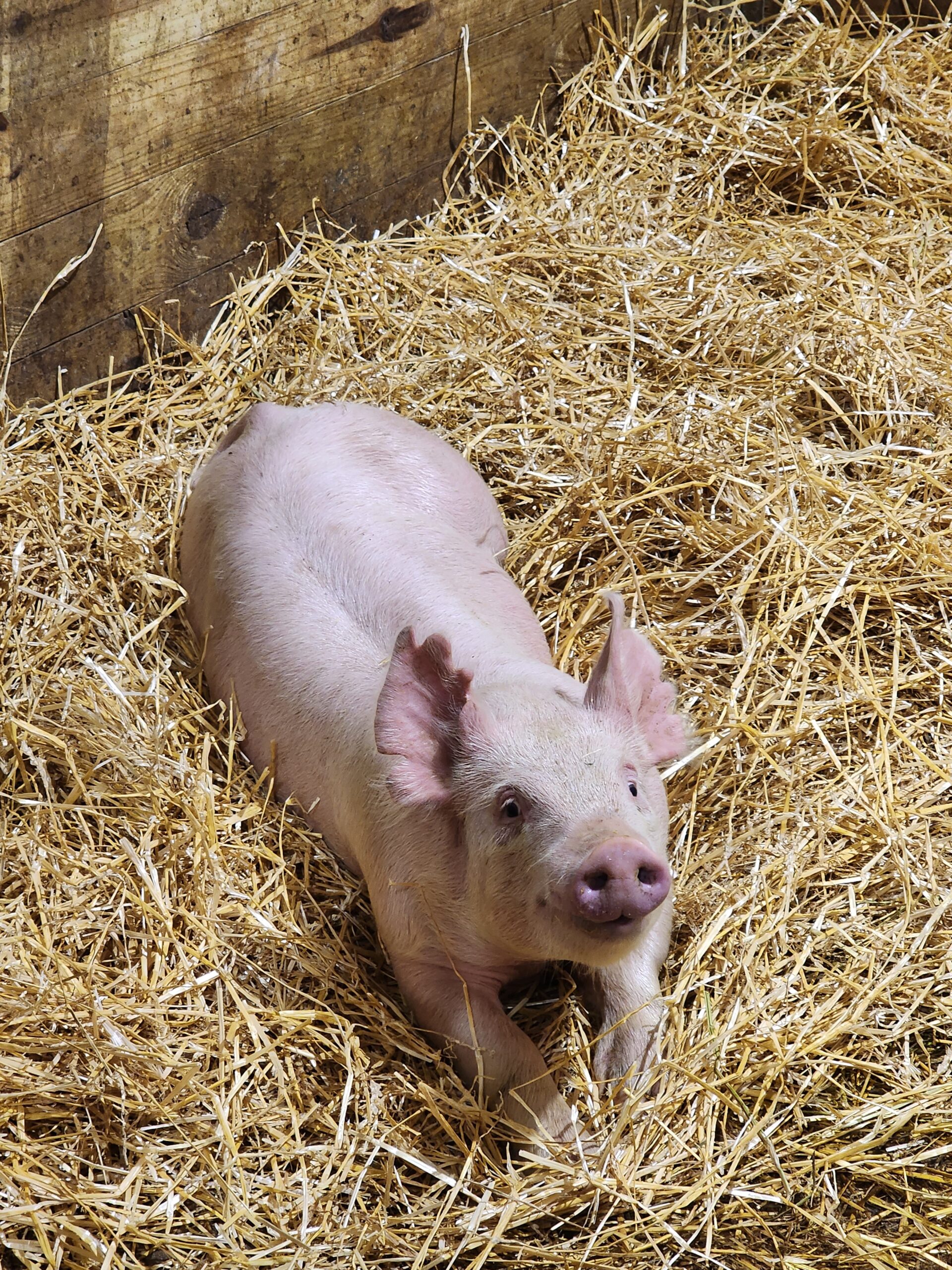 Piglet resting in straw bedding inside a barn, showcasing its light pink skin and curious expression.